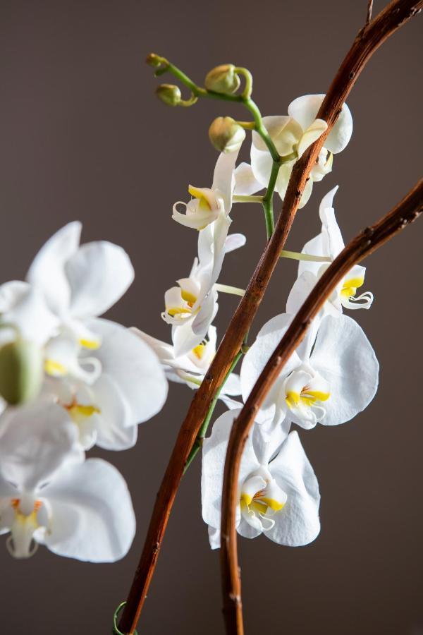 The Phoenicia Malta Floriana Luaran gambar Dendrobium bigibbum